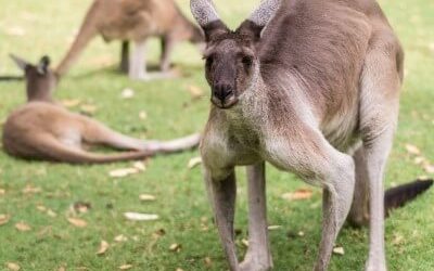 Pakej Percutian ke Perth, Australia 2025